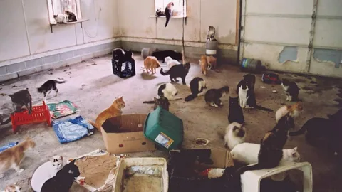 Hoarding Animals