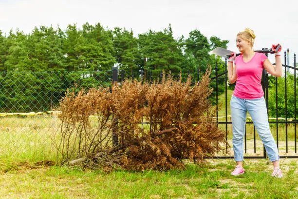 Why Brush Removal Matters Beyond a Cleaner Yard
